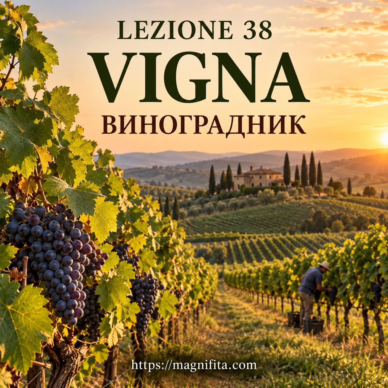 Vigna